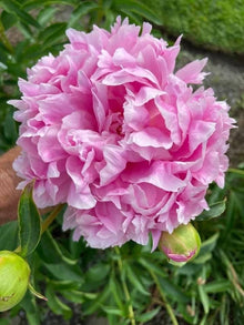 Peony Paeonia lactiflora flower seeds for planting in backyard gardening and flower beds - for planting in home garden