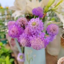 Purple Scabiosa Seeds for a colorful addition to any planting