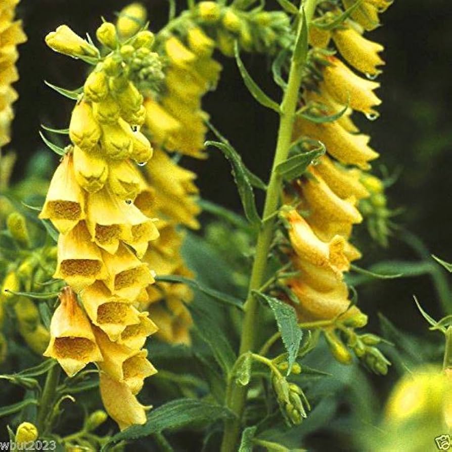Purpurea Yellow Foxglove (Digitalis) Yellow Flower - for planting in home garden