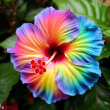 Hibiscus Rosa-sinensis Seeds for a colorful addition to any planting