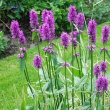 Betony Stachys Officinalis Medicinal Ornamental Seeds