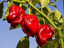 Giant Hot Habanero Pepper Seeds (Capsicum chinense) for a fresh homegrown crop from the Spicy Garden Planting
