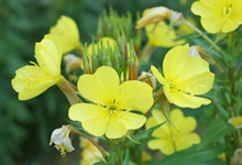Evening Primrose Seeds for reliable seasonal color