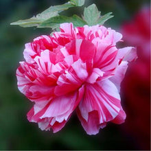 Peony Seeds for colorful blooms in the Classic, Bold Garden Blooms