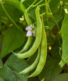 Bean Seeds for home growers seeking a reliable harvest