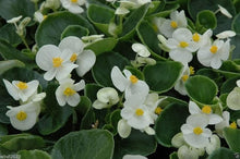 White Begonia Seeds (Begonia semperflorens) for a bright addition to the Flower Containers