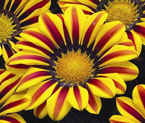 Gazania Kiss Yellow Flower Seeds â€“ Sunny Drought-Tolerant Blooms for Containers and Beds
