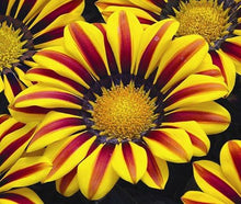 Gazania Kiss Yellow Flower Seeds â€“ Sunny Drought-Tolerant Blooms for Containers and Beds