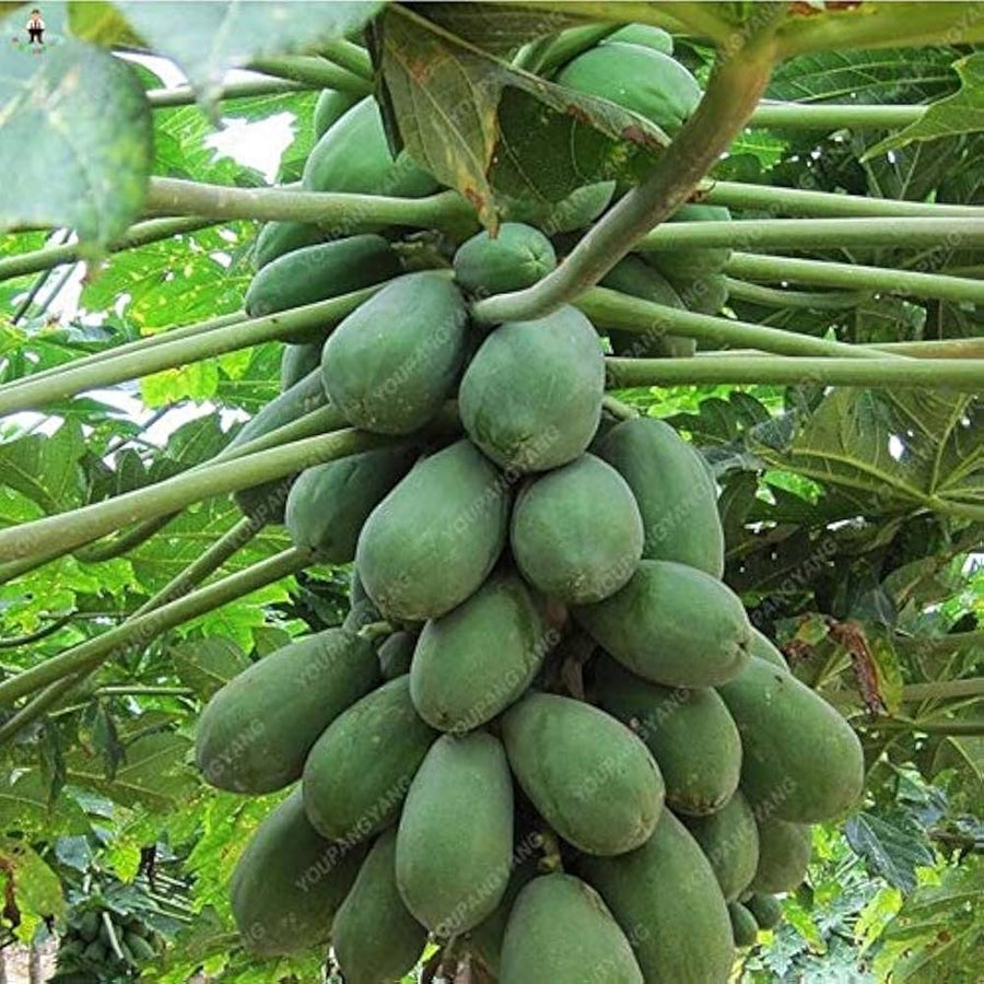 Dolce (Maradold Papaya Seeds – Dwarf Fruit Bonsai) for planting in garden