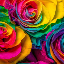 Holland Rainbow Rose Seeds (Rosa spp.) for colorful blooms in the Flower Garden