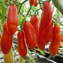 Banana Tomato Seeds (Solanum lycopersicum) for a reliable harvest in the Vegetable Home Garden