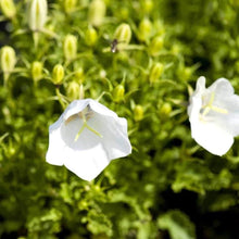 Bellflower Campanula Carpatica White Seeds for a lasting display in the Garden Containers