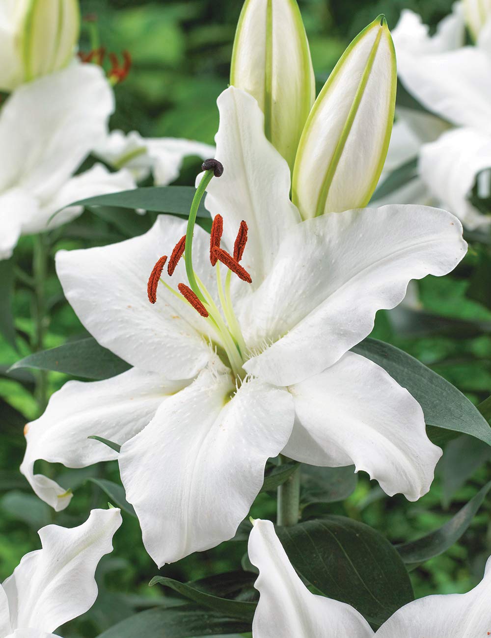 White Lily Flower Seeds et  Ornamental Garden Plant for Home Gardening