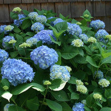 Hellgelb Rare Hydrangea Seeds for trellises and fences in the Beautiful, Decorative Blooms in Your Home Garden
