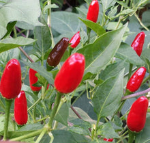 Chile Piquin Seeds (Capsicum annuum) for a lasting display in the Vegetable Patch
