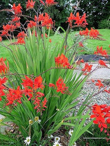 Blue African Lily and Crocosmia Lucifer Seeds for growers seeking a long-blooming display