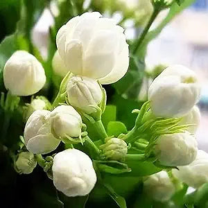 Jasmine Flower Jasminum spp for planting in flower bed