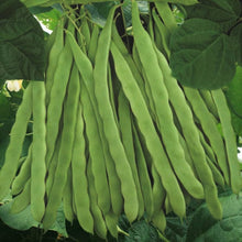 BEAN ROMANO POLE GREEN BEAN HEIRLOOM ORGANIC + Seeds for home growers seeking a reliable harvest