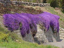 Plant Seeds (AUBRIETA x cultorum) for growers seeking a long-blooming display
