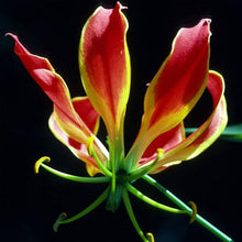 Garland Flame Lilium Seeds (Lilium spp.) for a lasting display in the Flower Bed & Urban Garden