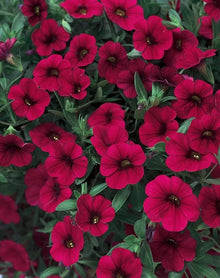 Balcony Patio Pot Seeds for growers seeking a long-blooming display