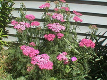 Achillea Cerise Queen Yarrow Seeds valued for bright Pink Blooms