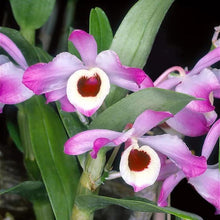 December Orchid Seeds for growers filling out the Dendrobium bed indoor garden