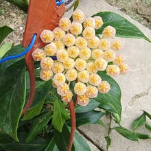 Hoya Carnosa Flower for Planting Yellow Red Garden Seeds for a lasting display in the Yellow Red Garden