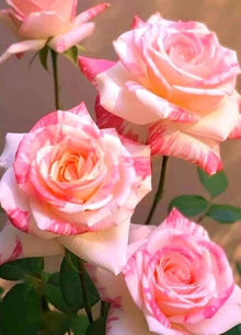 Rare Rose Rosa Species Seeds for planting in flower bed