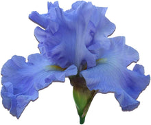 Iris Seeds for a colorful addition to any planting