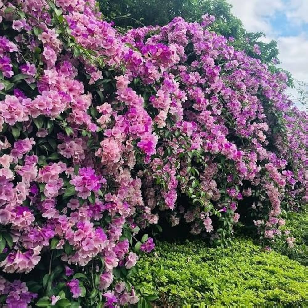 Garlic Vine Mansoa alliacea for planting in flower bed