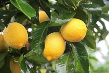 Citrus Citrus Limon Rare Lemon Tree Green Organic Seeds for growers planting the Indoor Home Gardens