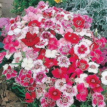 Dianthus Wee Willie Mix Seeds for growers seeking a long-blooming display