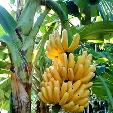 Banana Musa Acuminata Seeds for growers wanting a homegrown harvest