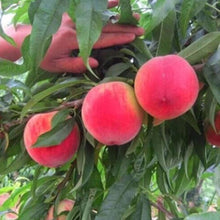 Sweet Yellow Peach Bonsai Seeds for growers wanting a homegrown harvest