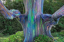 Rainbow Eucalyptus Deglupta Tree Seeds for long-term planting in the yard