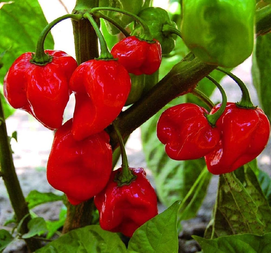 Caribbean - Red for planting in home garden