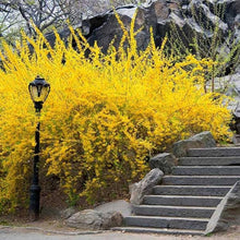 Forsythia Seeds (Forsythia spp.) for growers filling out the early spring gardens and hedges
