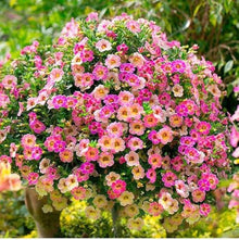 Petunia Seeds prized for pink Gardening