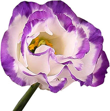 Eustoma Eustoma Grandiflorum Seeds grown for backyard Vertical Arrangements