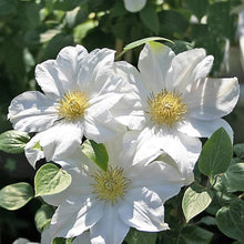 White Clematis Clematis Florida Bulbs for colorful blooms in the flower bed trellis