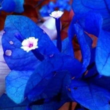 Bougainvillea Bougainvillea Spectabilis Rare Blue Seeds for growers establishing the Balcony Gardens | Pcs