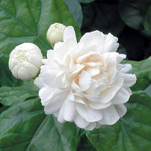 Jasmin-Blumensamen White Jasmine Duftpflanzen Arabian Jasminum Samen Samen Seeds for reliable seasonal color