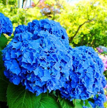 Blue Hydrangea Seeds (Hydrangea macrophylla) for a lasting addition to the indoor pots