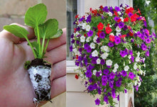 Libera la Nave Petunia Garden Seeds for colorful blooms in the Flower Bed, Outdoor Garden