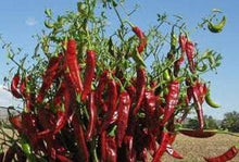 Plant Seeds (Guajillo pepper) for growers stocking the backyard vegetable beds or raised containers