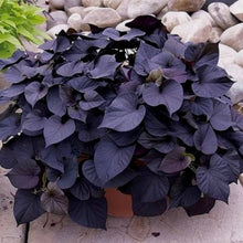 Sweet Potato Seeds Fresh Food Farm Garden Plants Vegetable Red Purple Potato Seeds  Ornamental Garden Plant Garden Plant Seeds