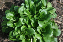 Lamb's Lettuce Valerianella Di Agnello Seeds for home growers seeking a reliable harvest