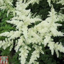 Astilbe Seeds for gardeners building out beds and borders