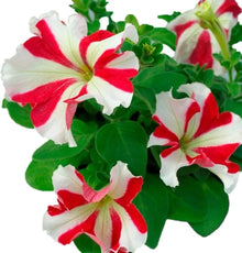 Petunia Petunia Hybrida Climbing Hybrid Seeds for climbing cover in the Hanging Pots